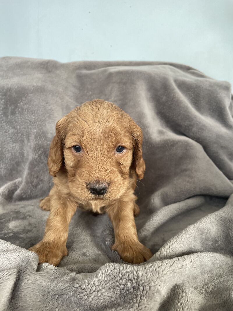 F2 red cockapoo puppies for sale in Worksop, Nottinghamshire - Image 4