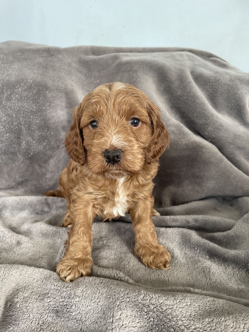 F2 red cockapoo puppies for sale in Worksop, Nottinghamshire - Image 5