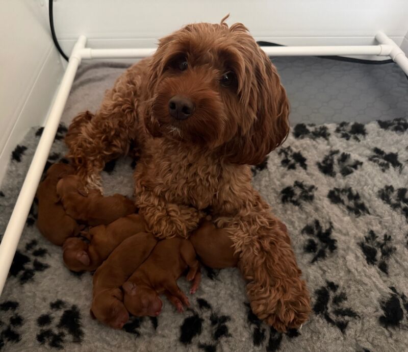 F2 red cockapoo puppies for sale in Scotland