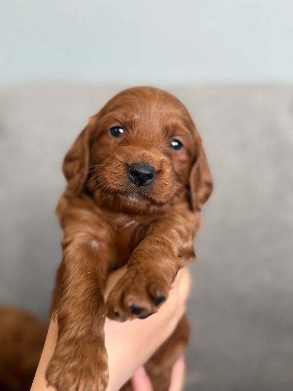 F2 red cockapoo puppies for sale in Scotland | Image 3