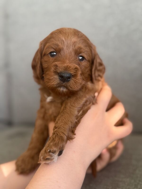F2 red cockapoo puppies for sale in Scotland | Image 4
