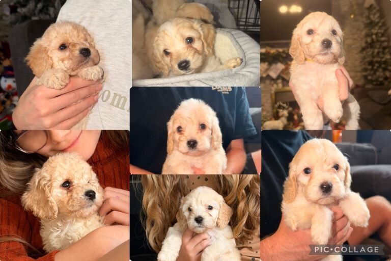 Cockapoo puppies for sale in Houghton-le-Spring, Tyne and Wear – 6 weeks old