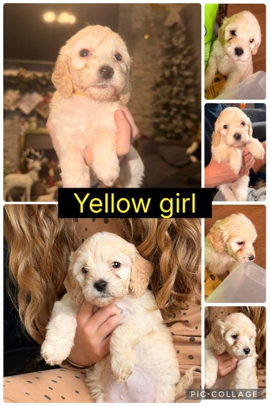 Cockapoo puppies for sale in Houghton-le-Spring, Tyne and Wear – 6 weeks old - Image 2 of 6
