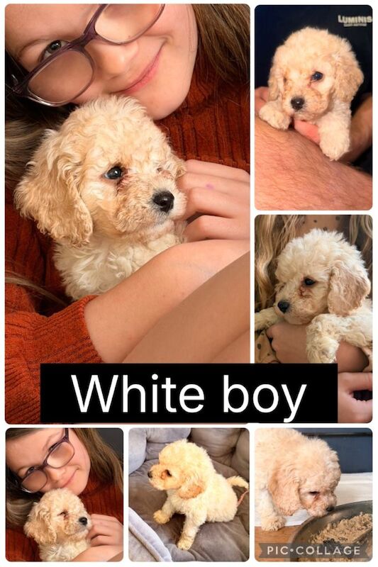 Cockapoo puppies for sale in Houghton-le-Spring, Tyne and Wear – 6 weeks old - Image 3 of 6