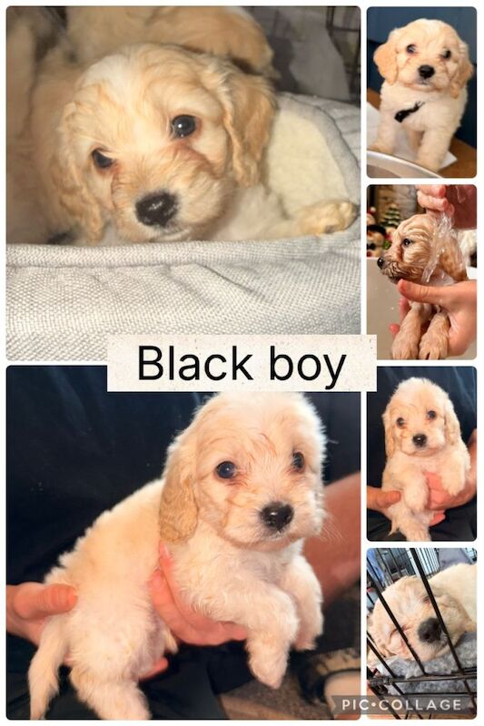 Cockapoo puppies for sale in Houghton-le-Spring, Tyne and Wear – 6 weeks old - Image 4 of 6