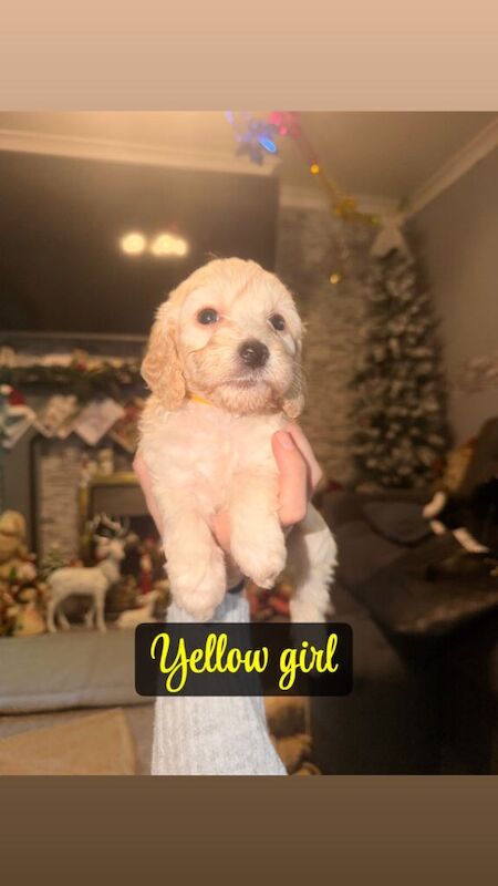 Cockapoo puppies for sale in Houghton-le-Spring, Tyne and Wear – 6 weeks old - Image 5 of 6