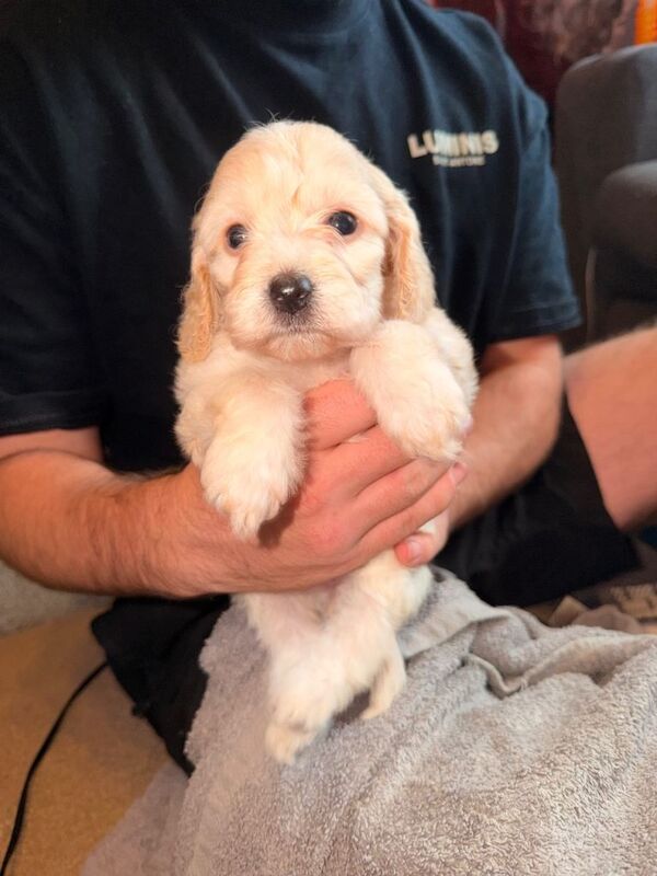 Cockapoo puppies for sale in Houghton-le-Spring, Tyne and Wear – 6 weeks old - Image 6 of 6