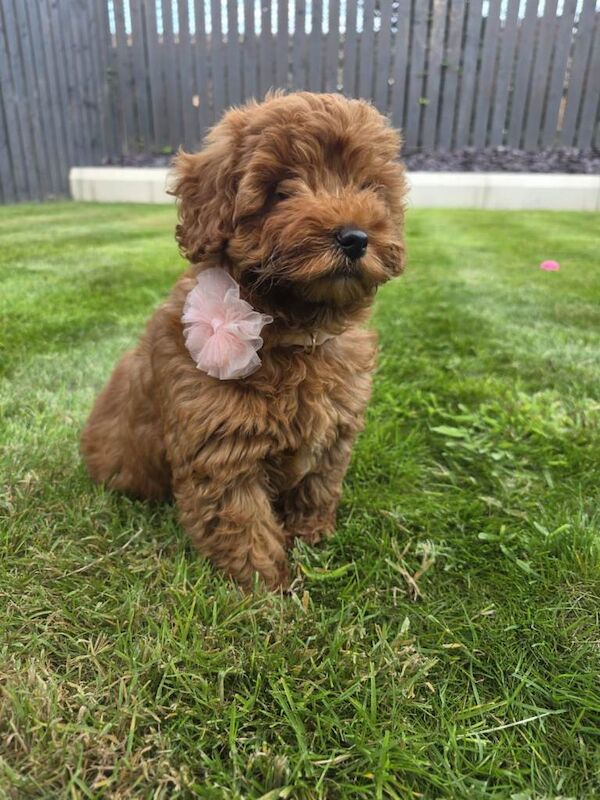 F2b Cockapoo 11week old puppy