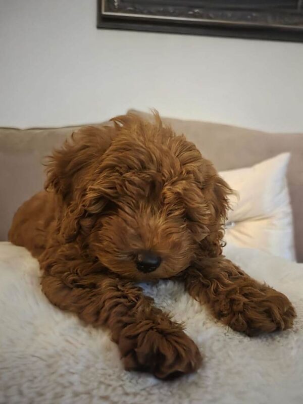 F2b Cockapoo 11week old puppy - Image 2 of 5