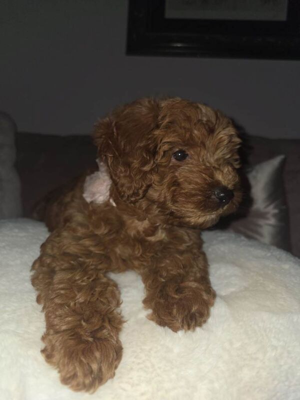 F2b Cockapoo 11week old puppy - Image 3 of 5