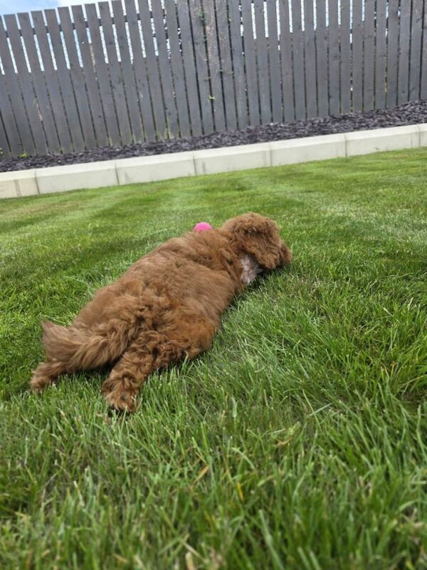 F2b Cockapoo 11week old puppy - Image 4 of 5