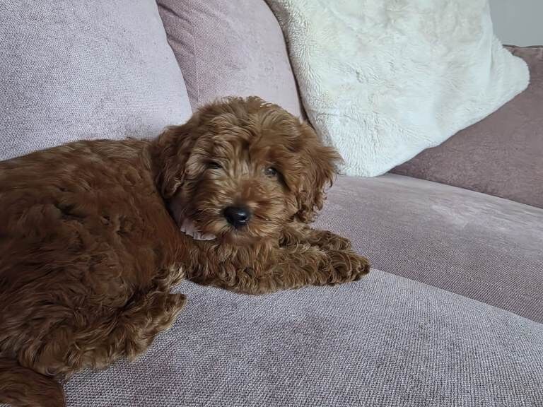 F2b Cockapoo 11week old puppy - Image 5 of 5
