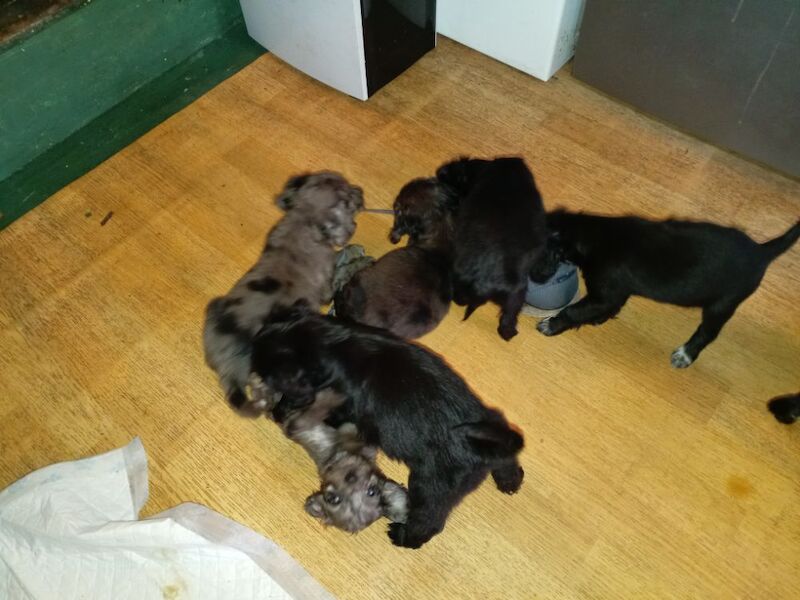 Black Cockapoo puppies for sale in Greater London – 6 weeks old