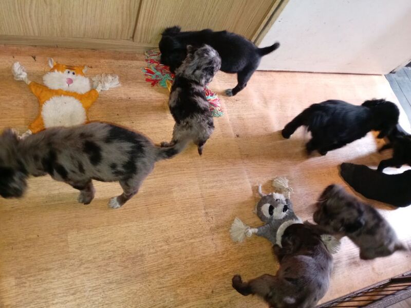 Cockapoo puppies for sale in Greater London – 7 weeks old - Image 2 of 15