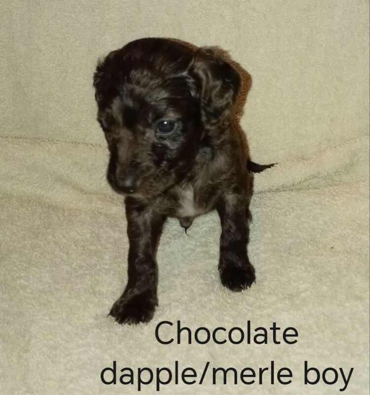 Cockapoo puppies for sale in Greater London – 7 weeks old - Image 3 of 15