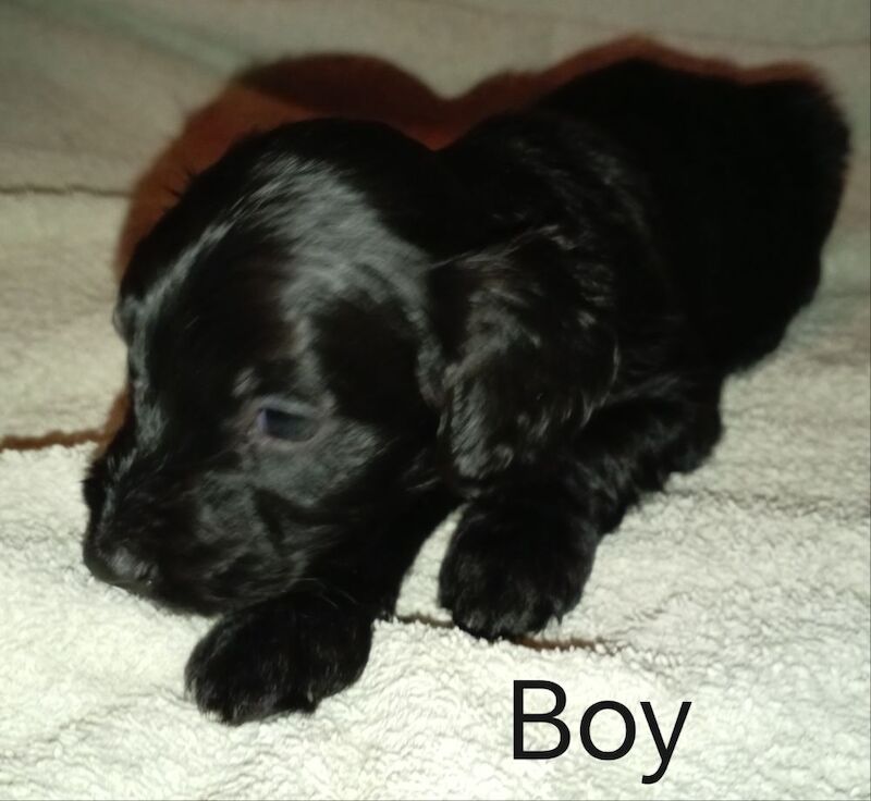 Cockapoo puppies for sale in Greater London – 7 weeks old - Image 4 of 15
