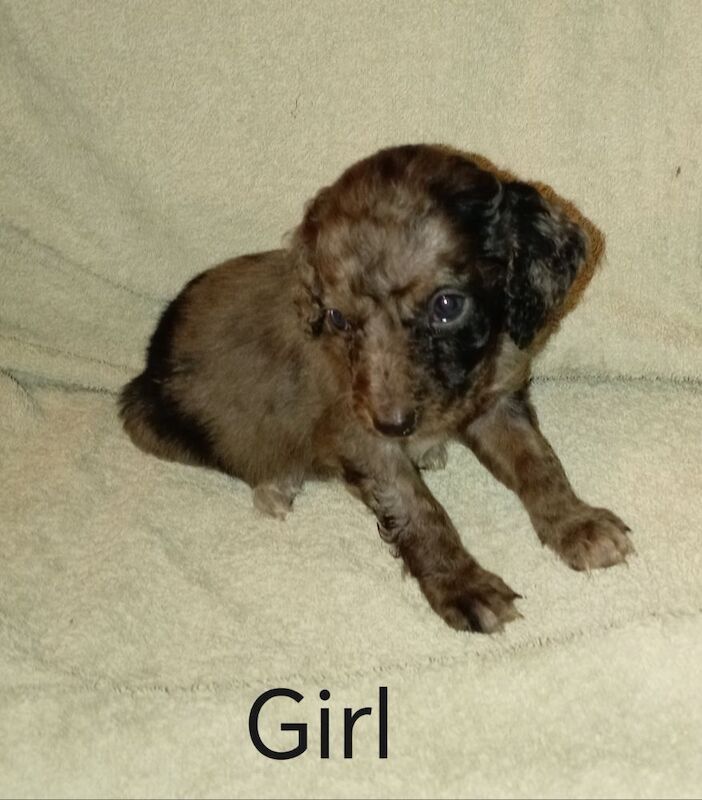 Cockapoo puppies for sale in Greater London – 7 weeks old - Image 5 of 15