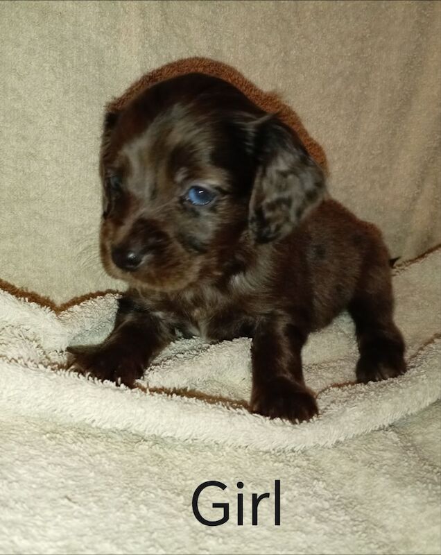 Cockapoo puppies for sale in Greater London – 7 weeks old - Image 6 of 15