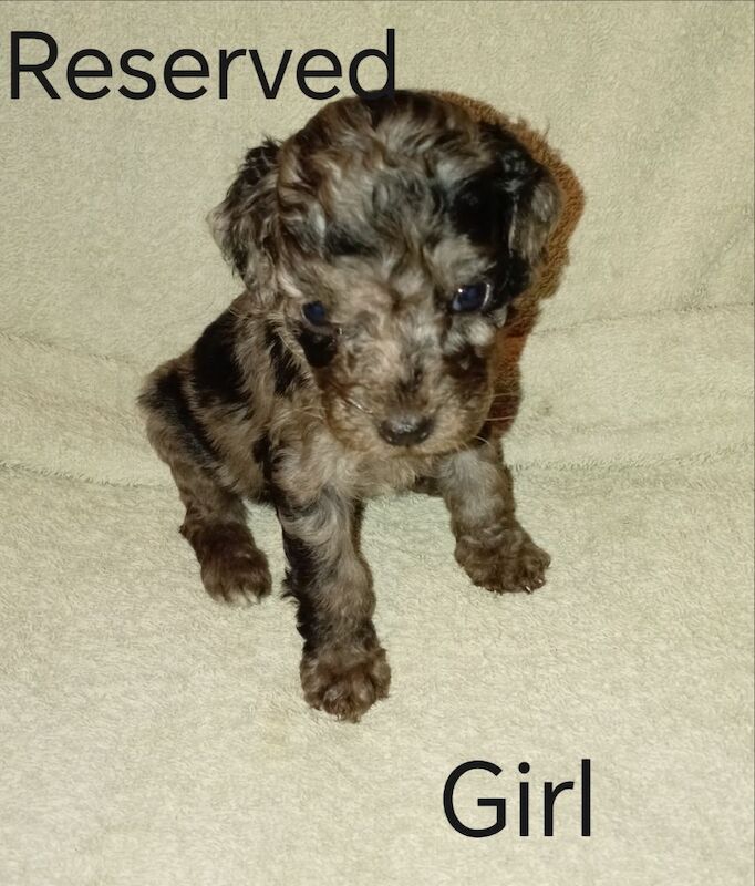 Cockapoo puppies for sale in Greater London – 7 weeks old - Image 7 of 15