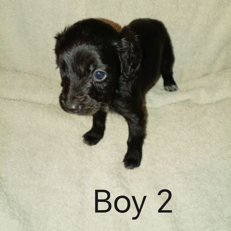 Cockapoo puppies for sale in Greater London – 7 weeks old - Image 9 of 15