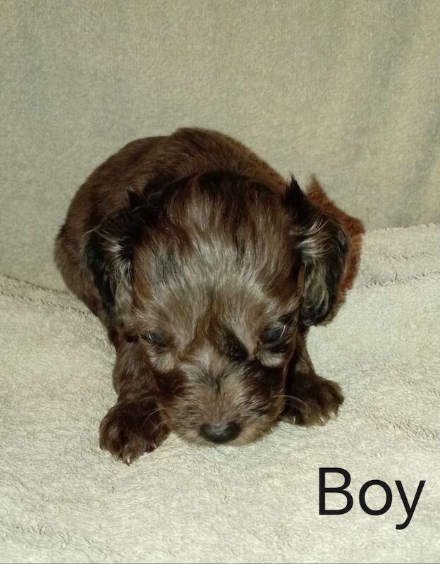 Cockapoo puppies for sale in Greater London – 7 weeks old - Image 10 of 15