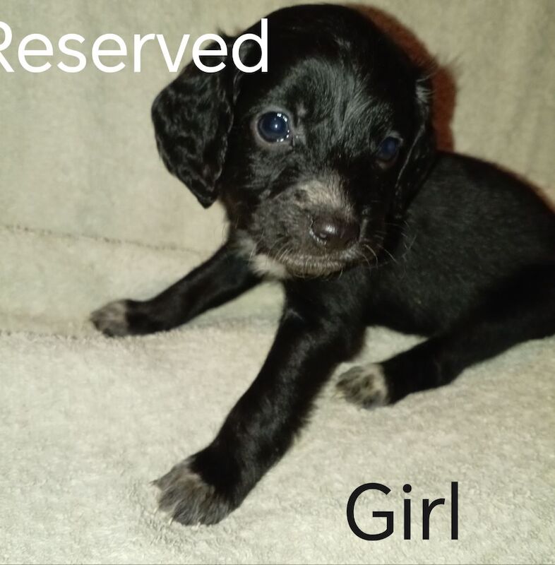 Cockapoo puppies for sale in Greater London – 7 weeks old - Image 11 of 15