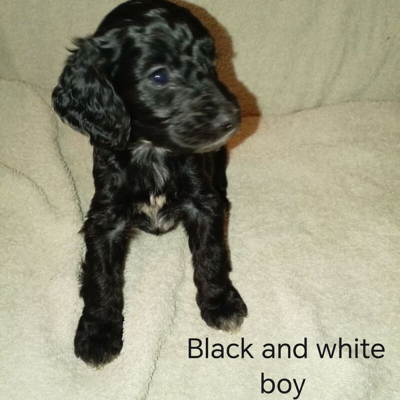Cockapoo puppies for sale in Greater London – 7 weeks old - Image 12 of 15