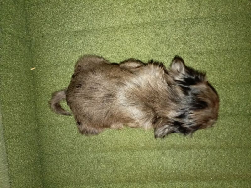 Cockapoo puppies for sale in Greater London – 7 weeks old - Image 13 of 15