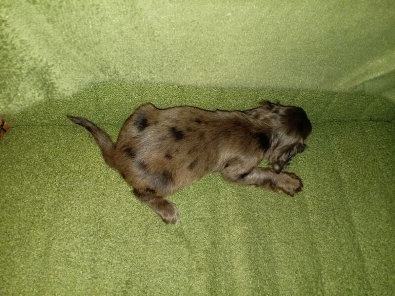 Cockapoo puppies for sale in Greater London – 7 weeks old - Image 14 of 15