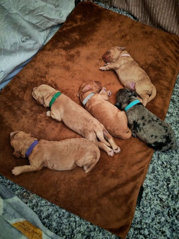 Cockapoo puppies for sale in Stafford, Staffordshire – 4 weeks old