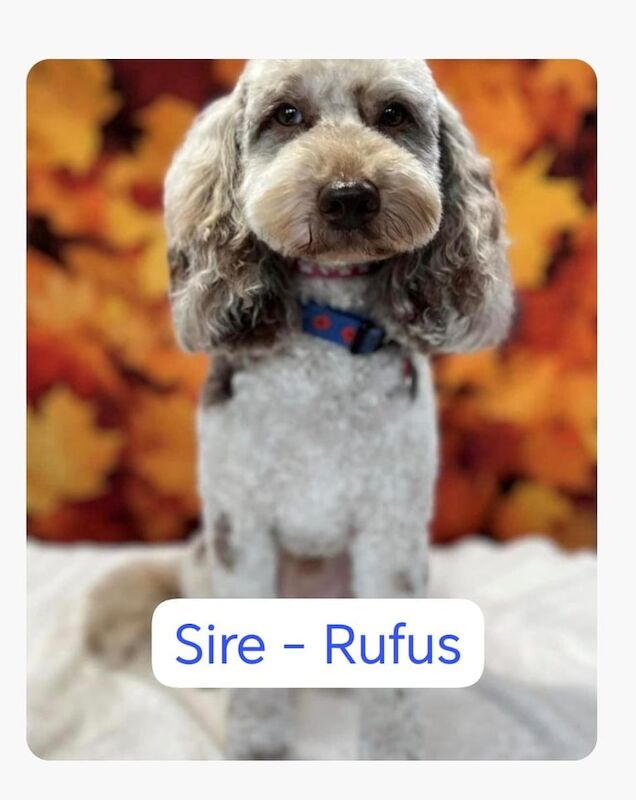 Cockapoo puppies for sale in Stafford, Staffordshire – 4 weeks old - Image 2 of 3