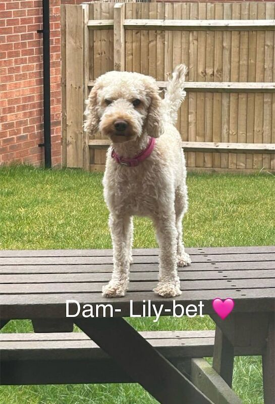 Cockapoo puppies for sale in Stafford, Staffordshire – 4 weeks old - Image 3 of 3