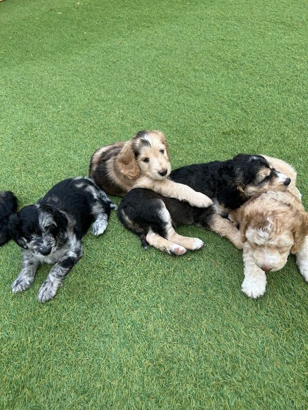 F2b Cockapoo Puppies