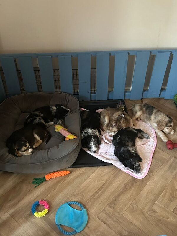 F2b Cockapoo Puppies - Image 2 of 4