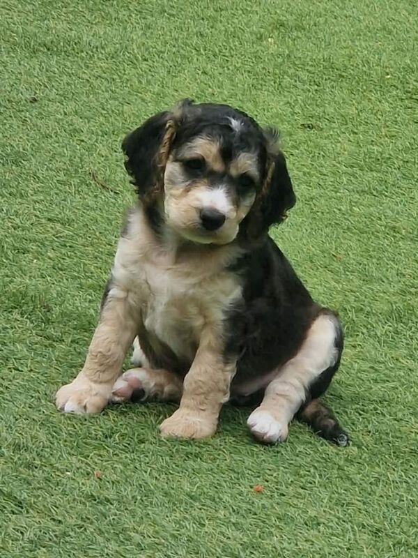 F2b Cockapoo Puppies - Image 3 of 4