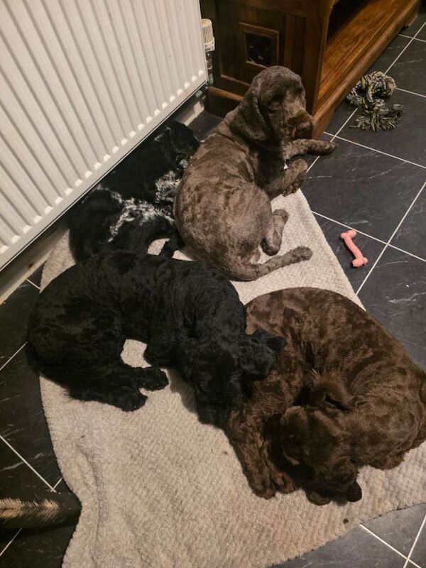 Cockapoo Puppies For Sale