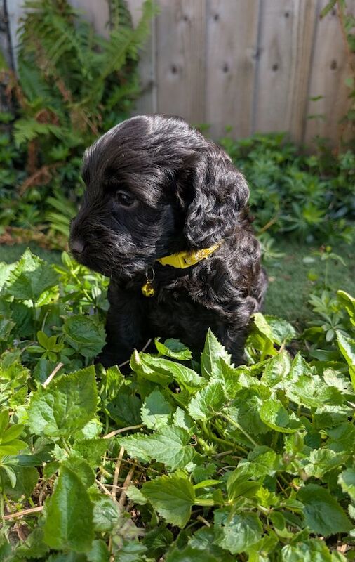 Cockapoo puppies for sale in Eccles, Greater Manchester – 6 weeks old