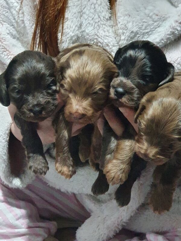 Cockapoo puppies for sale in Ely, Cambridgeshire – 1 year old - Image 1 of 3