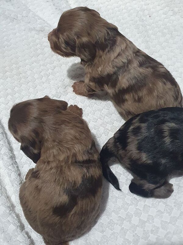 Cockapoo puppies for sale in Ely, Cambridgeshire – 1 year old - Image 3 of 3