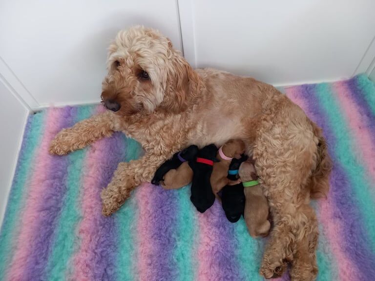 Cockapoo puppies for sale in Highcliffe, Dorset – 4 weeks old