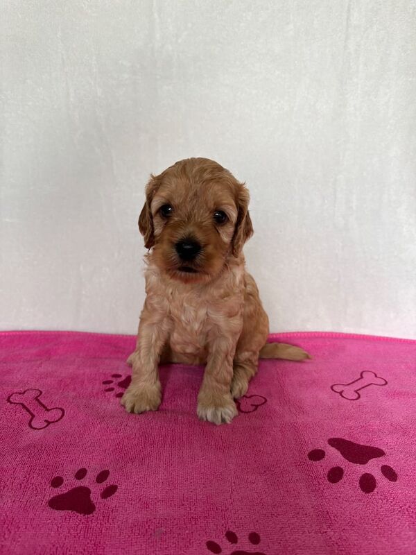 Cockapoo puppies for sale in Highcliffe, Dorset – 4 weeks old - Image 2 of 3