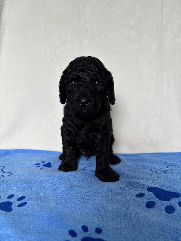 Cockapoo puppies for sale in Highcliffe, Dorset – 4 weeks old - Image 3 of 3