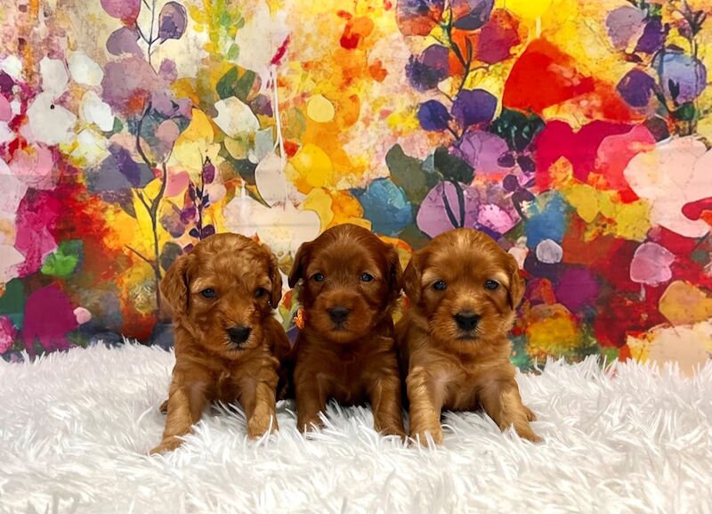Cockapoo puppies for sale in Newton Abbot, Devon – 4 weeks old