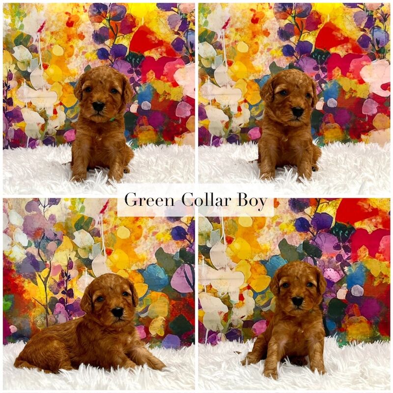 Cockapoo puppies for sale in Newton Abbot, Devon – 4 weeks old - Image 2 of 6