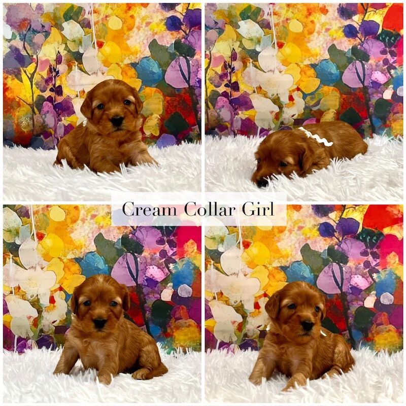 Cockapoo puppies for sale in Newton Abbot, Devon – 4 weeks old - Image 3 of 6
