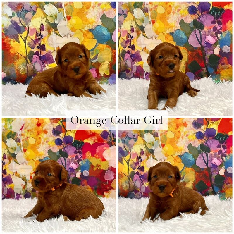 Cockapoo puppies for sale in Newton Abbot, Devon – 4 weeks old - Image 4 of 6