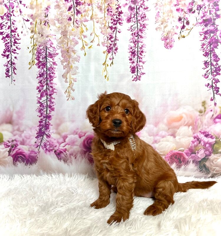 Cockapoo puppies for sale in Newton Abbot, Devon – 7 weeks old