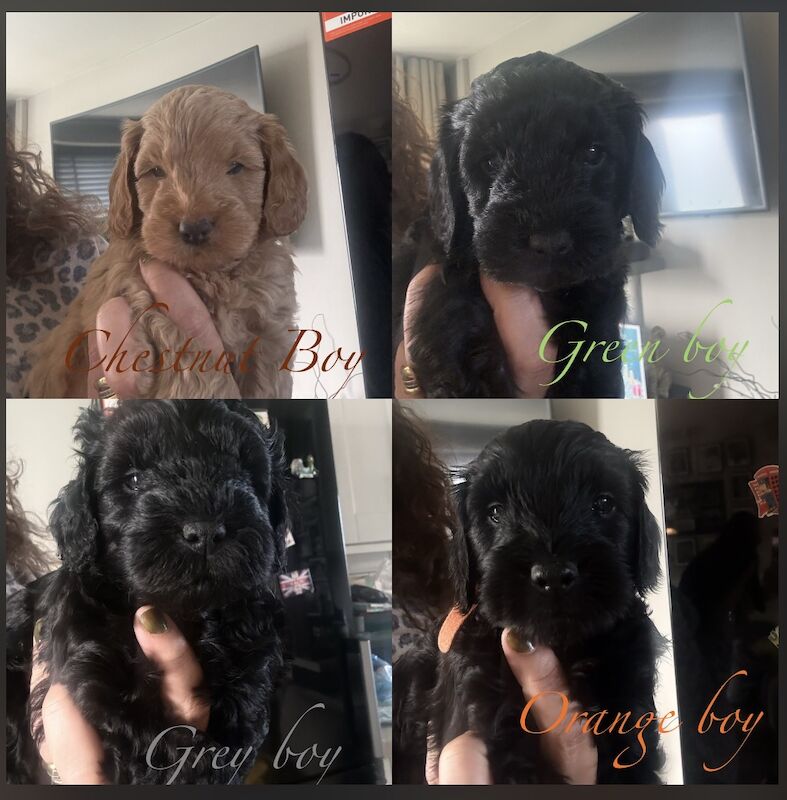 Cockapoo Puppies For Sale