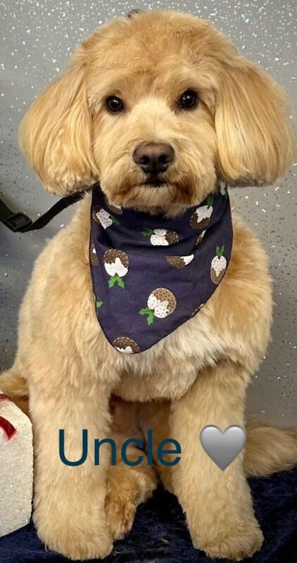 F3 cockerpoo puppies for sale - Image 2 of 7