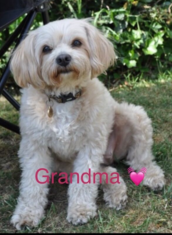 F3 cockerpoo puppies for sale - Image 3 of 7